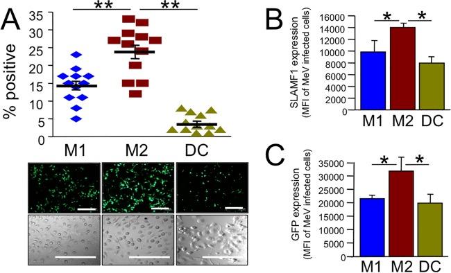 CD150 Antibody in Flow Cytometry (Flow)