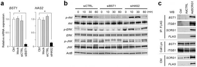 CD157 Antibody in Western Blot (WB)