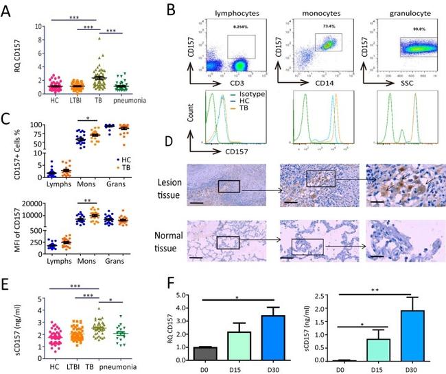 CD157 Antibody in Flow Cytometry (Flow)