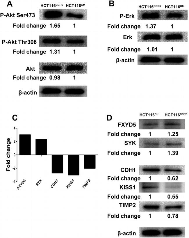 CD196 (CCR6) Antibody in Western Blot (WB)