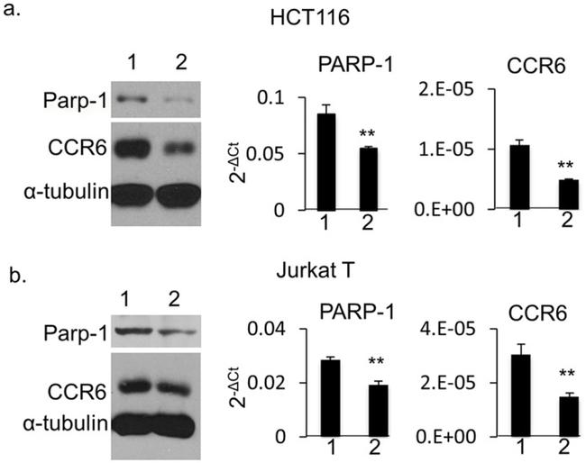 CD196 (CCR6) Antibody in Western Blot (WB)