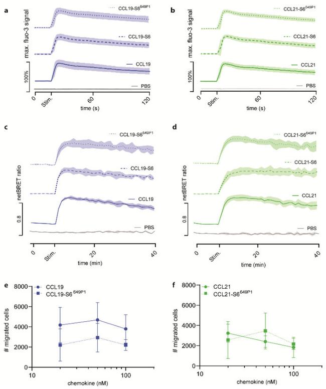 CD197 (CCR7) Antibody in Flow Cytometry (Flow)