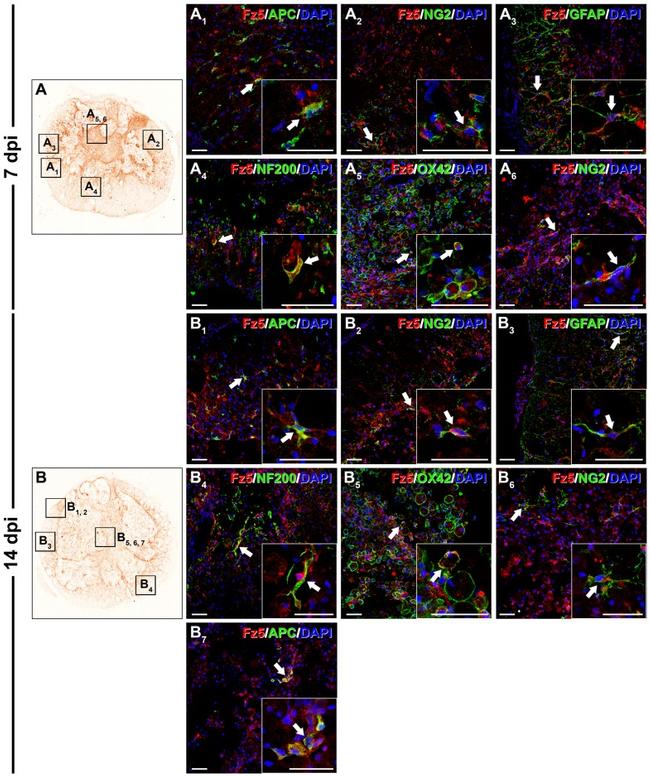 CD201 (EPCR) Antibody in Immunohistochemistry (IHC)