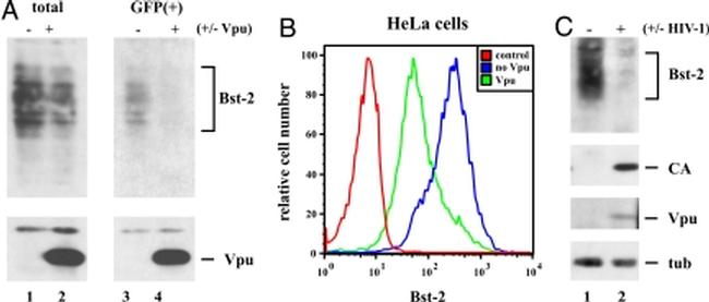 CD317 (BST2, PDCA-1) Antibody in Western Blot (WB)