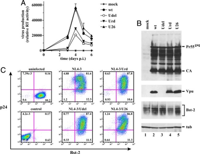 CD317 (BST2, PDCA-1) Antibody in Flow Cytometry (Flow)