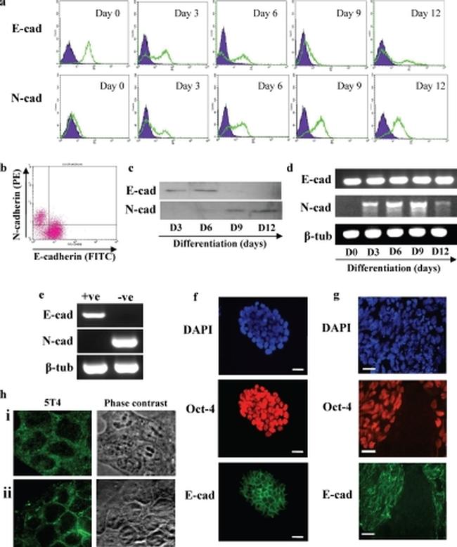 CD324 (E-Cadherin) Antibody in Flow Cytometry (Flow)