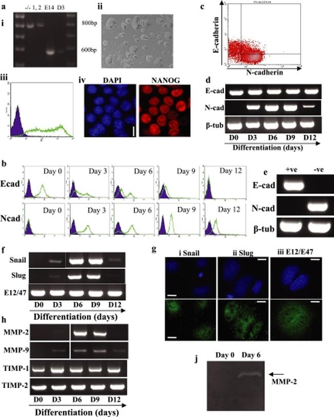 CD324 (E-Cadherin) Antibody in Flow Cytometry (Flow)