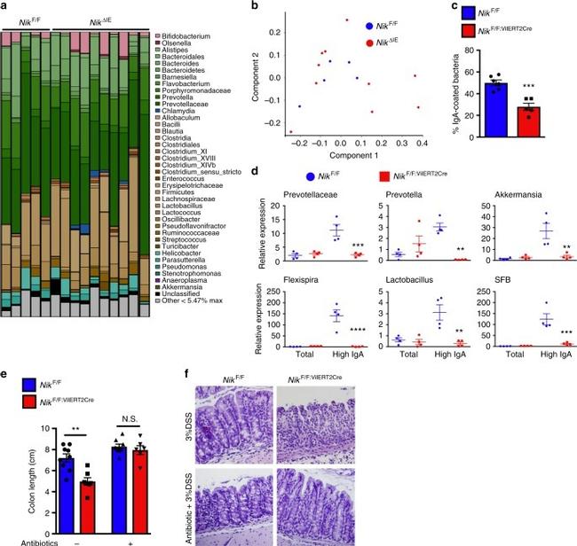 IgA Antibody in Flow Cytometry (Flow)