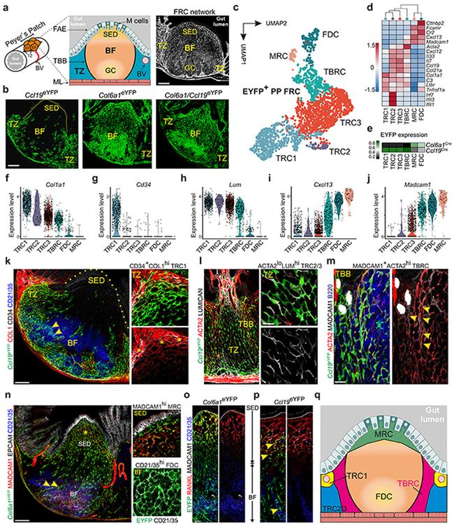 Alpha-Smooth Muscle Actin Antibody in Flow Cytometry (Flow)