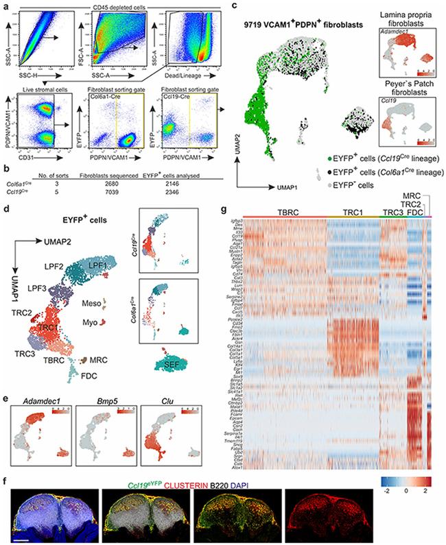 Podoplanin Antibody in Flow Cytometry (Flow)