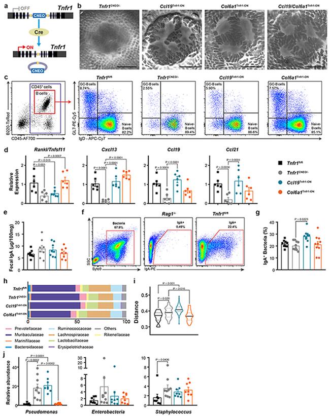 IgA Antibody in Flow Cytometry (Flow)