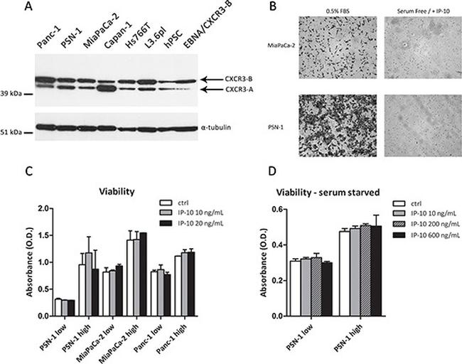 alpha Tubulin Antibody in Western Blot (WB)