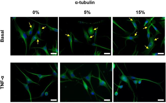 alpha Tubulin Antibody in Immunocytochemistry (ICC/IF)