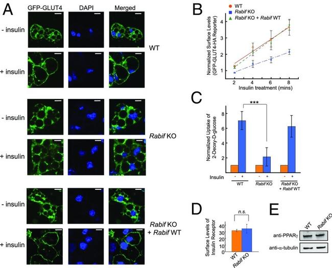 alpha Tubulin Antibody in Western Blot (WB)