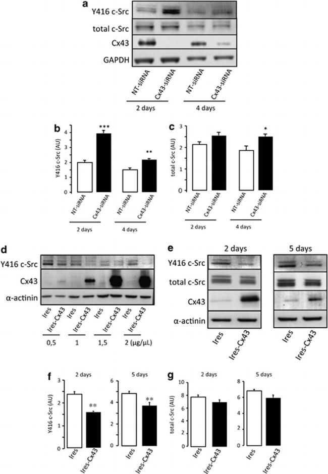 Connexin 43 Antibody in Western Blot (WB)