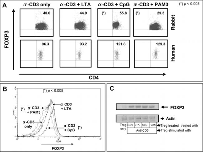 FOXP3 Antibody in Flow Cytometry (Flow)