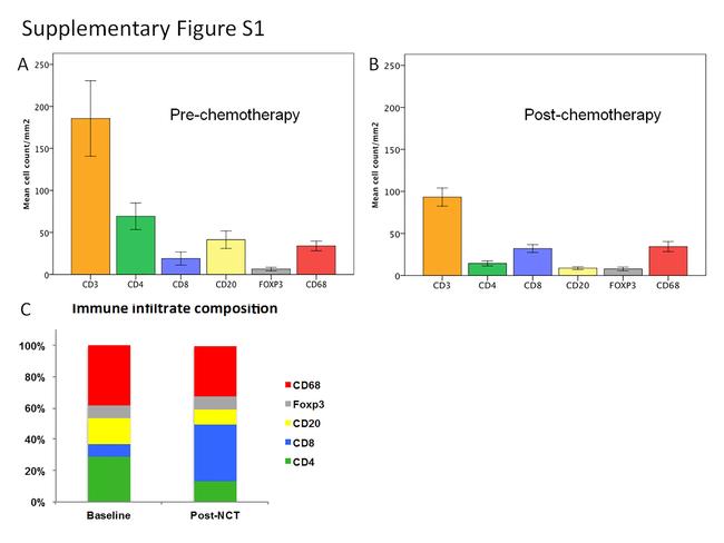 FOXP3 Antibody in Immunohistochemistry (IHC)