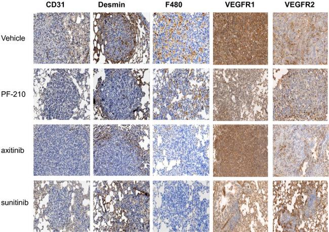 F4/80 Antibody in Immunohistochemistry (Paraffin) (IHC (P))