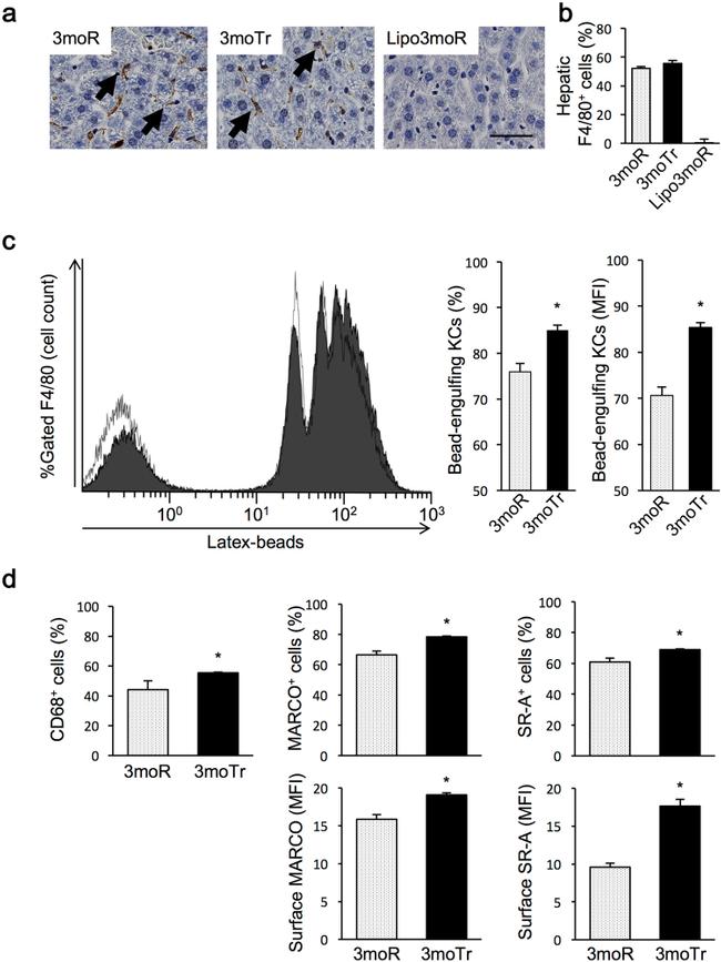 F4/80 Antibody in Flow Cytometry (Flow)