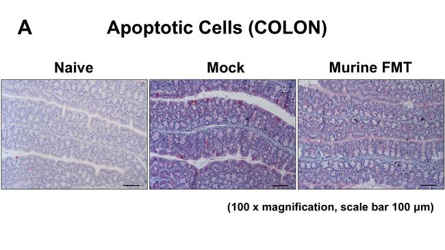 F4/80 Antibody in Immunohistochemistry (IHC)