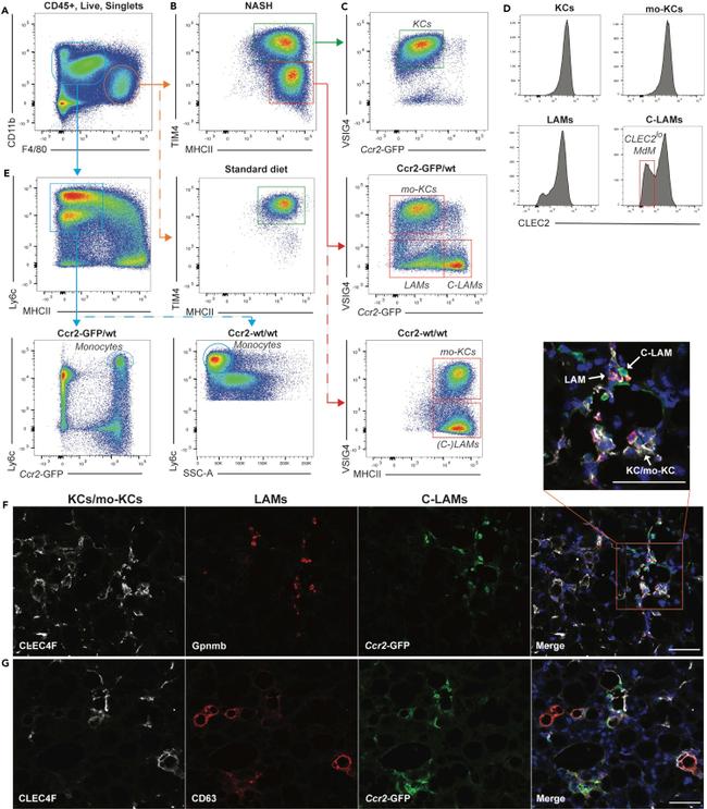 F4/80 Antibody in Flow Cytometry (Flow)