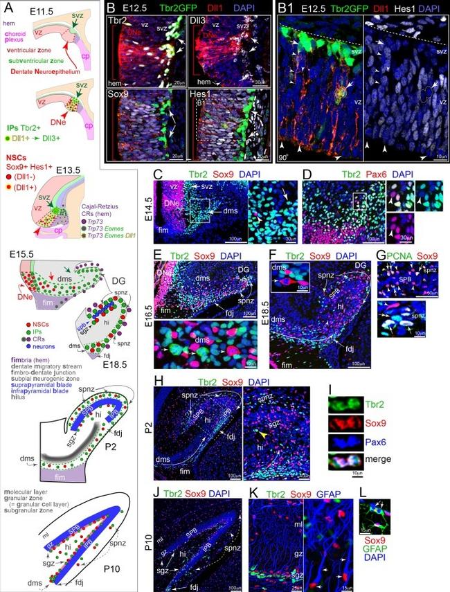 EOMES Antibody in Immunohistochemistry (IHC)