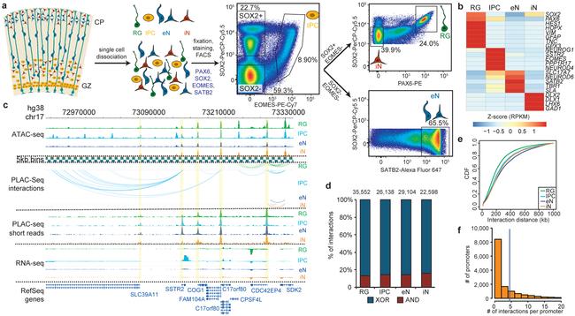 EOMES Antibody in Flow Cytometry (Flow)