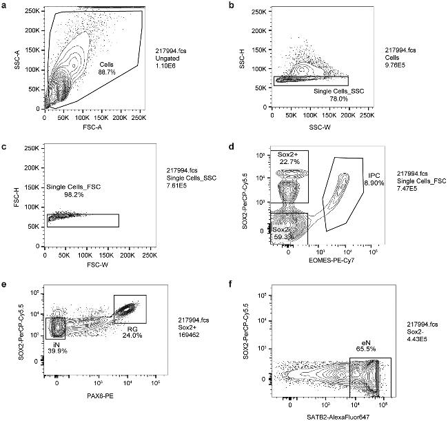 EOMES Antibody in Flow Cytometry (Flow)