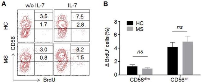 BrdU Antibody in Flow Cytometry (Flow)