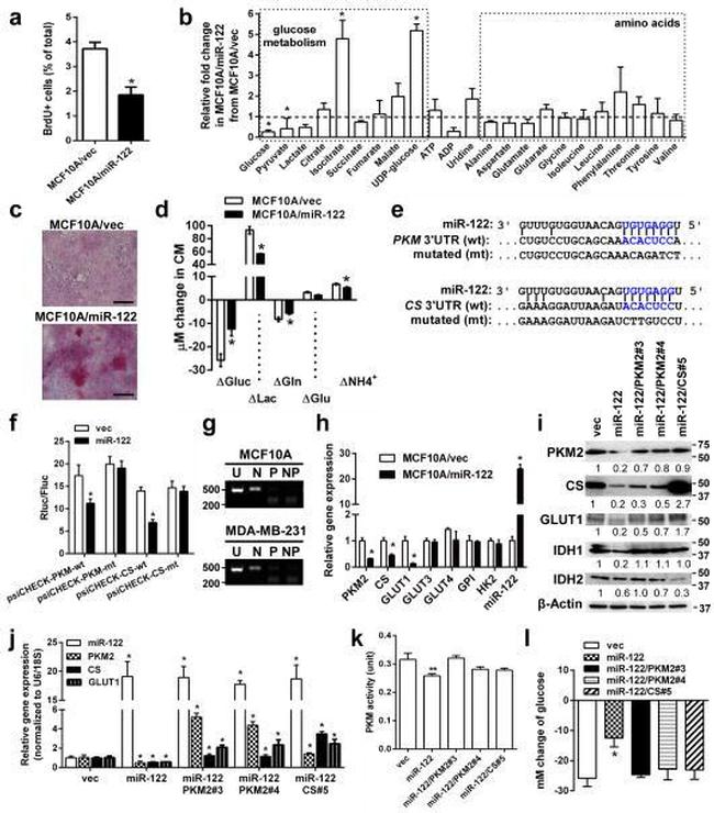 BrdU Antibody in Flow Cytometry (Flow)