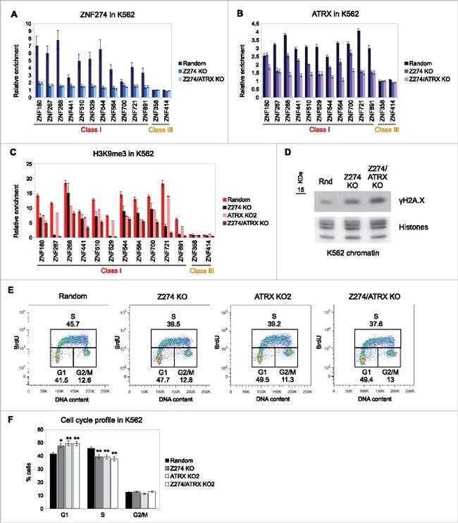 BrdU Antibody in Flow Cytometry (Flow)