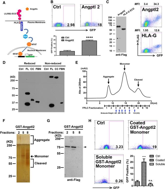 CD85d (ILT4) Antibody in Flow Cytometry (Flow)