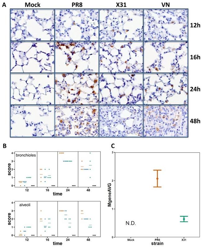 Podoplanin Antibody in Flow Cytometry (Flow)