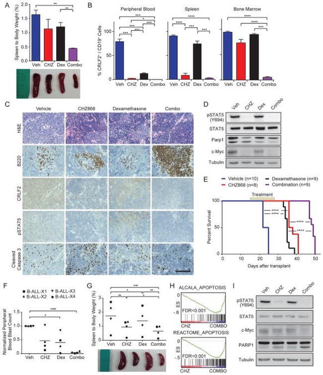 TSLP Receptor Antibody in Immunohistochemistry, Flow Cytometry (IHC, Flow)