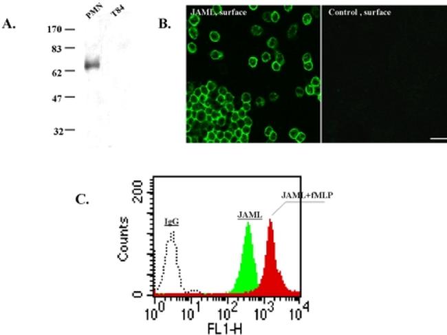 JAML Antibody in Flow Cytometry (Flow)