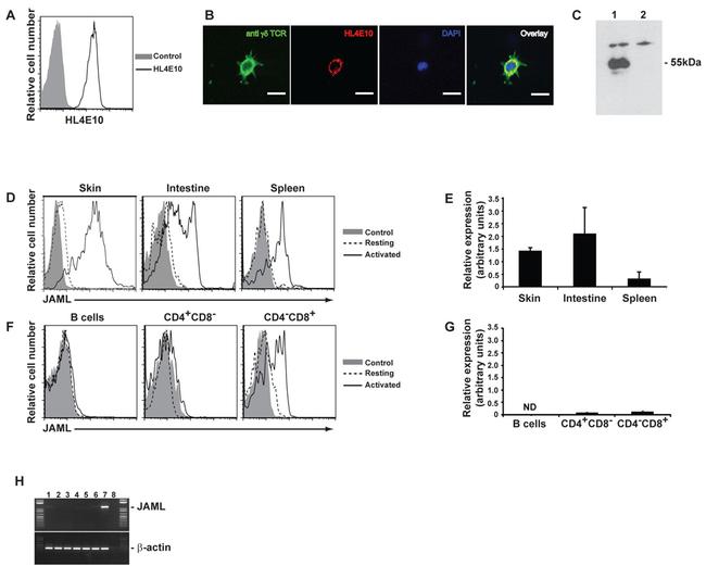 JAML Antibody in Flow Cytometry (Flow)