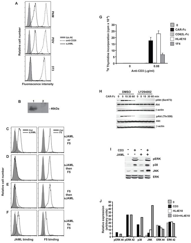 JAML Antibody in Western Blot, Flow Cytometry (WB, Flow)