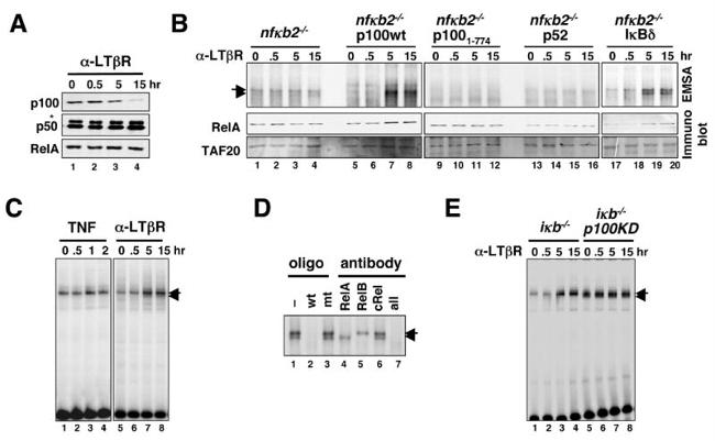 Lymphotoxin beta Receptor Antibody in Western Blot (WB)