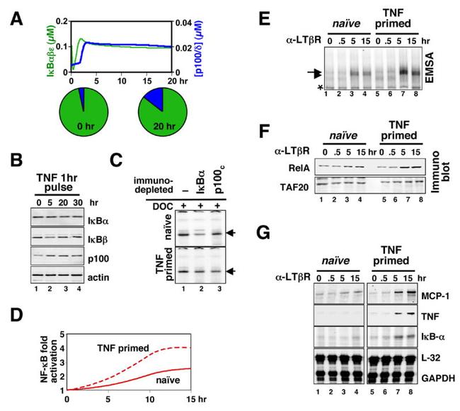 Lymphotoxin beta Receptor Antibody in Western Blot, Gel Shift (WB, GS)