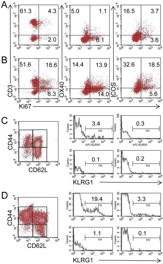 Ki-67 Antibody in Flow Cytometry (Flow)