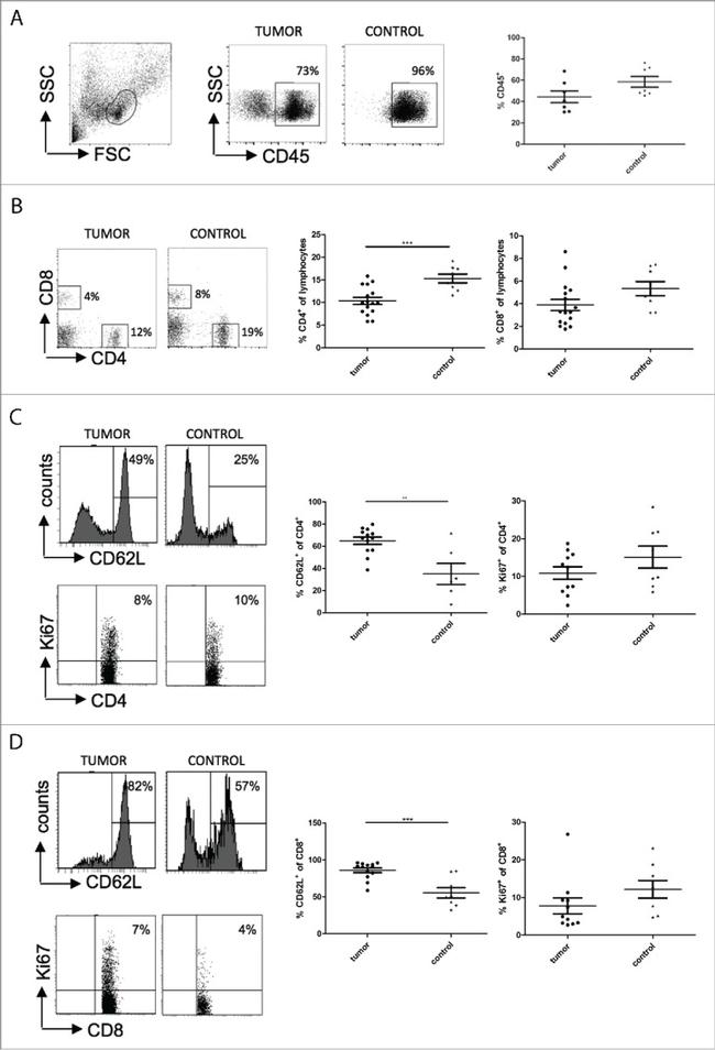 Ki-67 Antibody in Flow Cytometry (Flow)