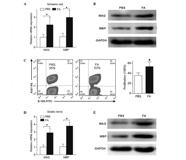 Ki-67 Antibody in Flow Cytometry (Flow)