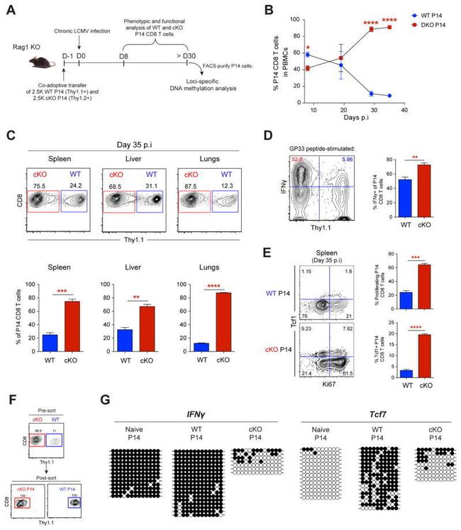 Ki-67 Antibody in Flow Cytometry (Flow)