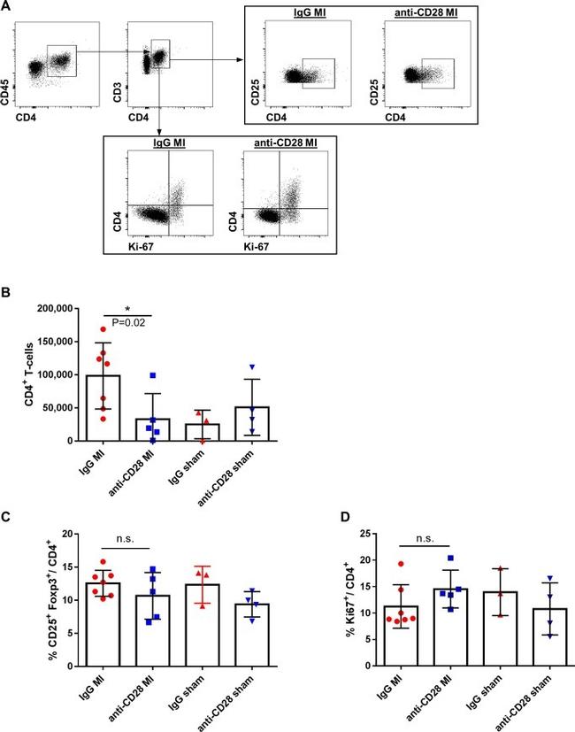 Ki-67 Antibody in Flow Cytometry (Flow)