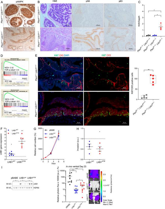 Ki-67 Antibody in Immunohistochemistry (IHC)