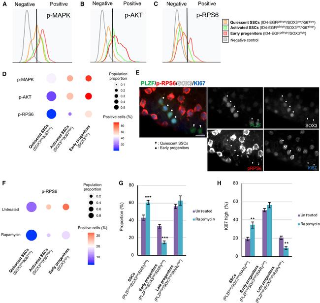 Ki-67 Antibody in Flow Cytometry (Flow)