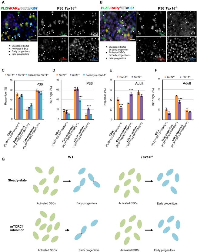 Ki-67 Antibody in Flow Cytometry (Flow)