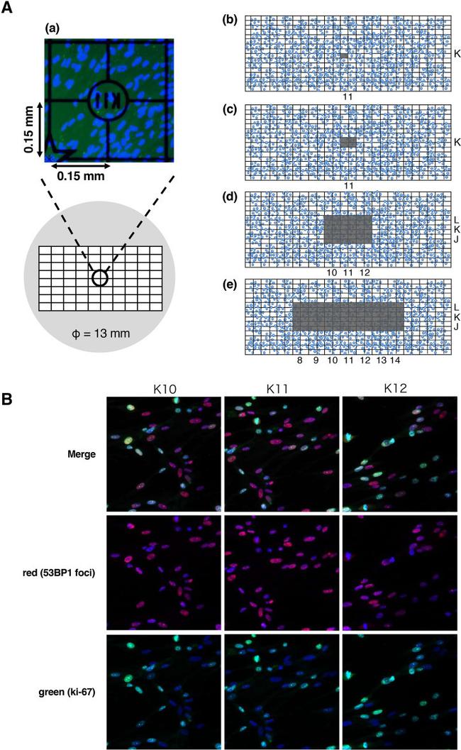 Ki-67 Antibody in Immunocytochemistry (ICC/IF)