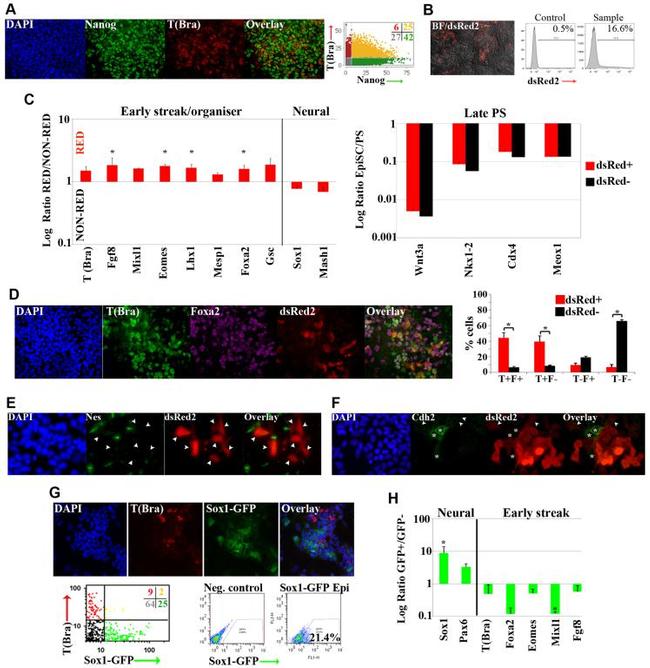 Nanog Antibody in Immunocytochemistry (ICC/IF)