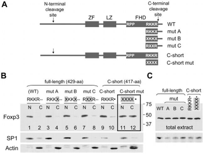 FOXP3 Antibody in Western Blot (WB)